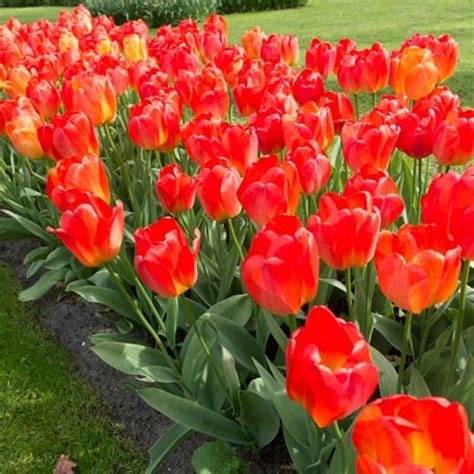 Darwin Hybrid Tulip Orange Queen K Van Bourgondien