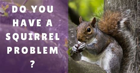 7 Ways Squirrels Can Damage Your House With Prevention Tips Pest