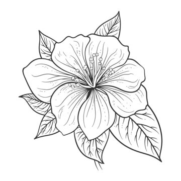 Hibiscus Flower Outline Is Shown Sketch Drawing Vector Flower Drawing