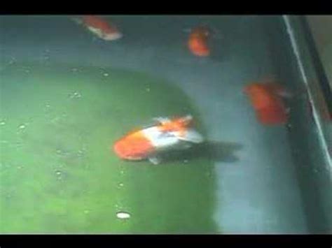 V 21, 2007 Ranchu Breeding Season (June 10) - YouTube