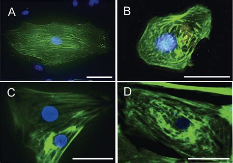 A Novel Purification Method Of Murine Embryonic Stem Cell And Human