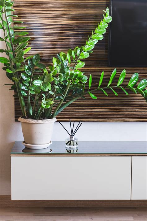 Plantas Ideais Para Ambientes Pouca Luz Beleza Dicasbeleza Dicas