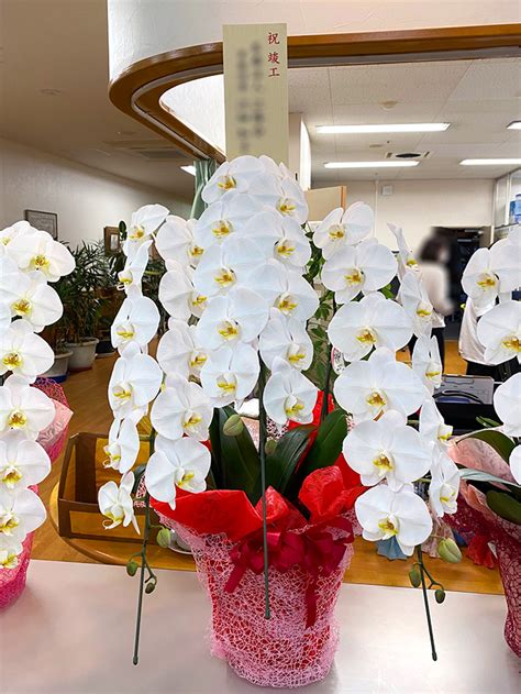 御祝胡蝶蘭白3本立｜茨城県水戸市の花屋さんは有限会社 花咲