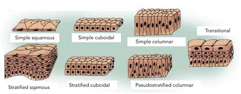 Epitelio De Superficie Histología Concise Medical Knowledge