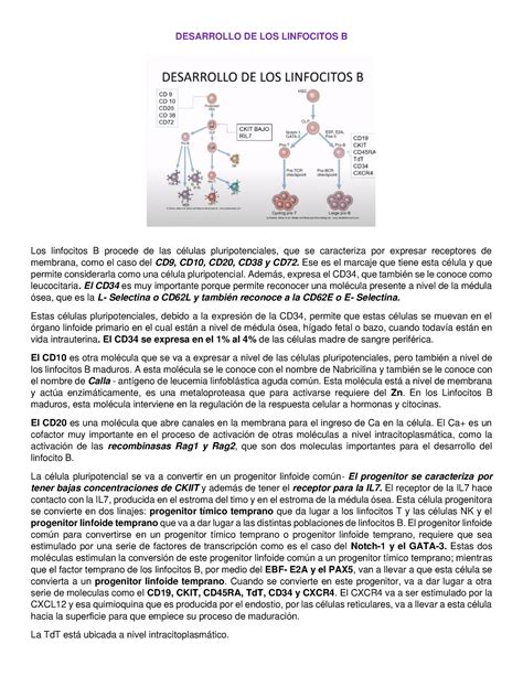 Todo Segubdo Corte De Inmuno DESARROLLO DE LOS LINFOCITOS B Los