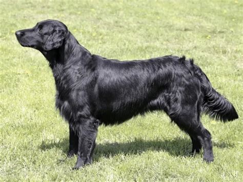 Black Golden Retriever Facts Origin Traits And Temperament