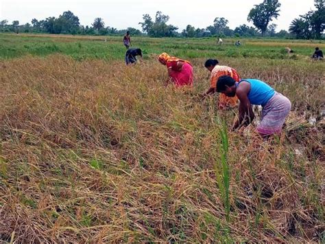 Ghatsila Farmers Lost Lakhs Of Rupees Due To Continuous Rain