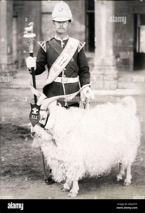 Billy goat mascot of the 41st Regiment of Foot in the British army ...