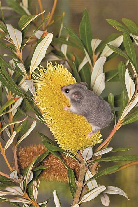 Rare find of pygmy possum - Coonabarabran Times