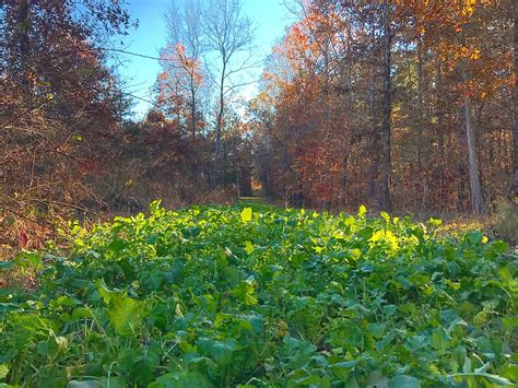 11 Strategies For Growing The Perfect Deer Food Plot Outdoor Life