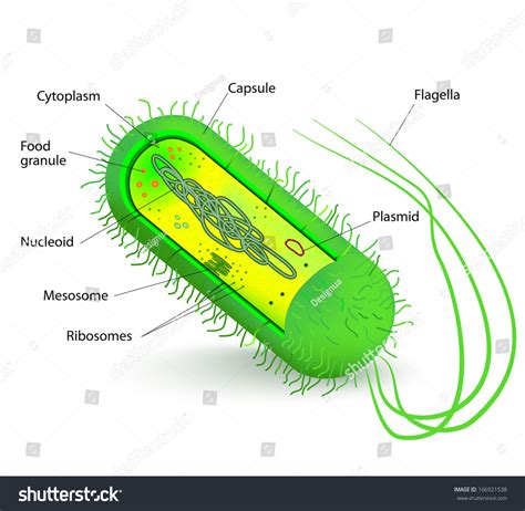 Bacterial Cell Diagram Labeled