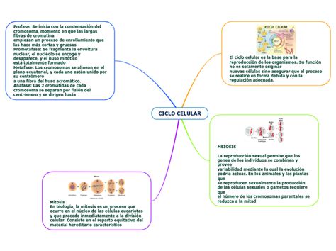 CICLO CELULAR Mind Map