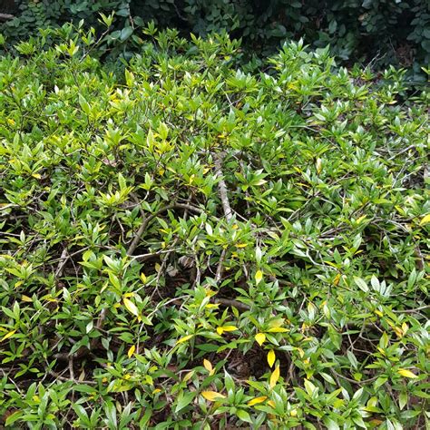 Gardenia Jasminoides Radicans Gardenia Radicans In GardenTags