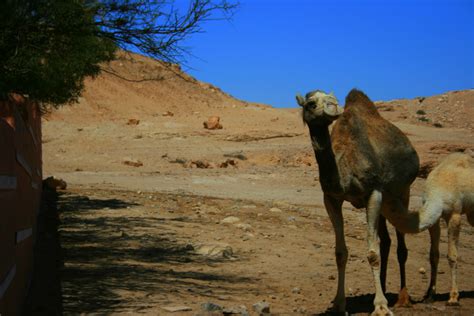 About Western Sahara - Human Rights for Western Sahara