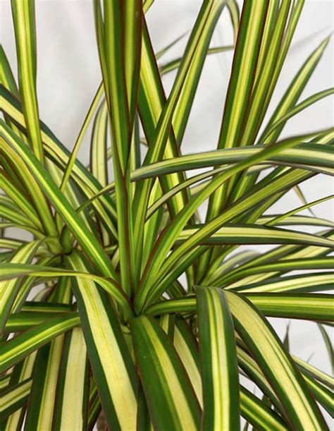 Dracaena Marginata Plant World London