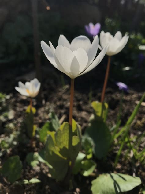 Сангвинария канадская (Sanguinaria Canadensis) – Семена