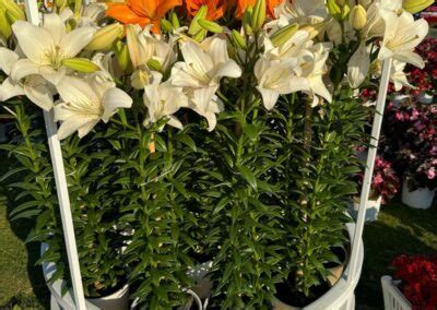 P Aker Lilies At Doha Expo Qatar