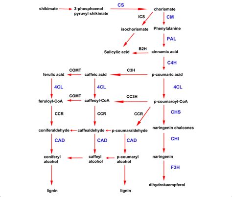 Activation Of Shikimate And Phenylpropanoid Pathways In Download Scientific Diagram