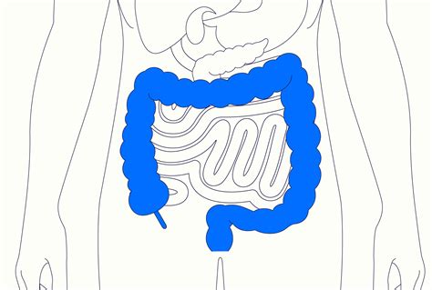 Cecum Location Diagram