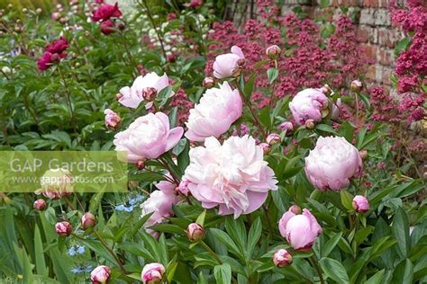 Paeonia Lactiflora Lady Alexandra Duff