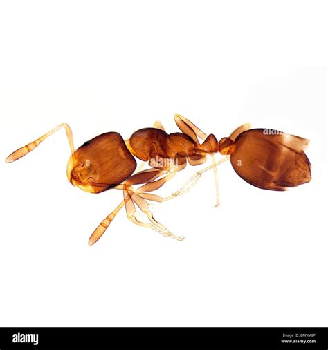 Microscope Ant Hi Res Stock Photography And Images Alamy