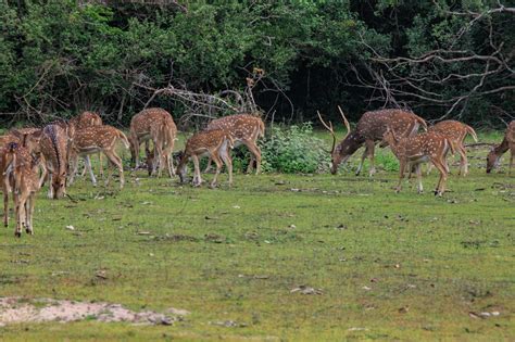 Wilpattu National Park Safari - Travel Tales Lanka