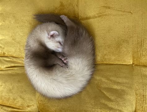 is it normal ferret losing hair step by step 9