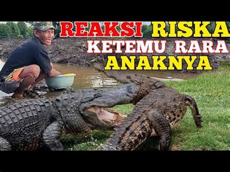 TAK DI SANGKA INI YANG TERJADI KETIKA BUAYA RISKA BERTEMU ANAKANYA