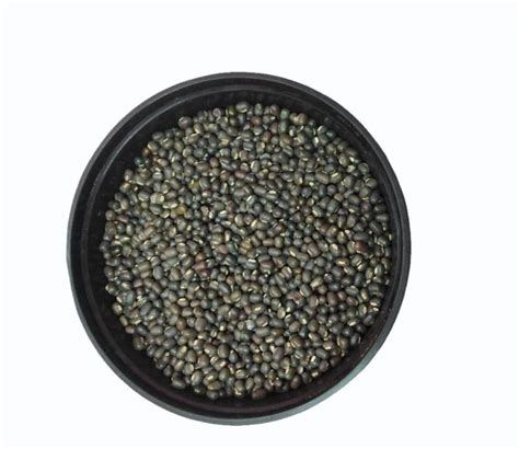 Black Organic Sabut Urad Dal High In Protein At Rs Kg In