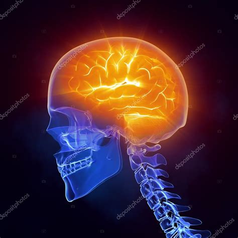 X Ray Brain Medical Scan Side View Stock Photo By Cliparea