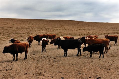 Mongolian Cattle