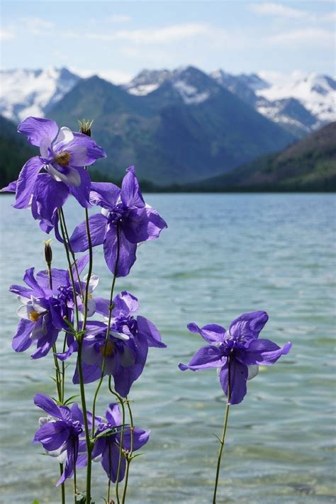 Водосбор (аквилегия): фото, описание цветка, где растет. Как выглядит ...