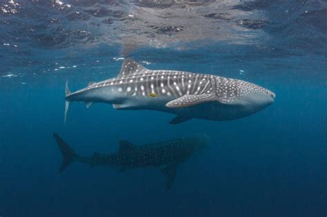 Are Whale Sharks Dangerous? - American Oceans