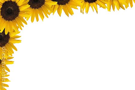 Sunflowerborder - Sunflower Border - Free Transparent PNG Download - PNGkey