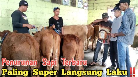 Penurunan Sapi Terbaru Paling Super Langsung Laku Gratis Ongkir Di