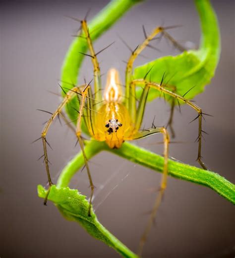 Macro Photography of Brown Spider on Web · Free Stock Photo