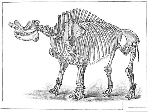 Titanotherium Fossil Skeleton 1890 Photograph By Science Photo Library