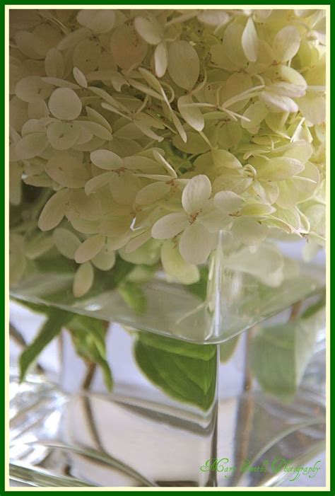 White Hydrangeas in a Square Vase