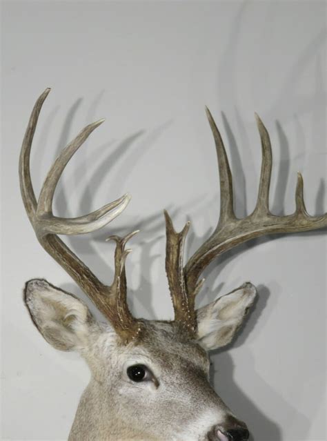 Whitetail Trophy Buck taxidermy mount for sale. W-150S – Mounts For Sale