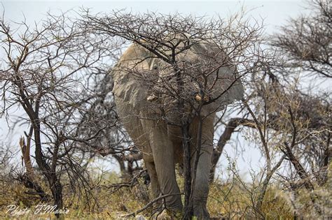 Je Suis Bien Cach Les L Phants D Etosha Fran Oise Morio Flickr