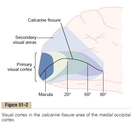 Organization and Function of the Visual Cortex