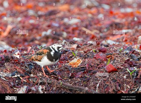 Ruddy Turnstone Arenaria Interpres In Breeding Plumage Lofoten