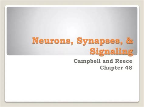 Ppt Neurons Synapses And Signaling Powerpoint Presentation Free Download Id 1988874