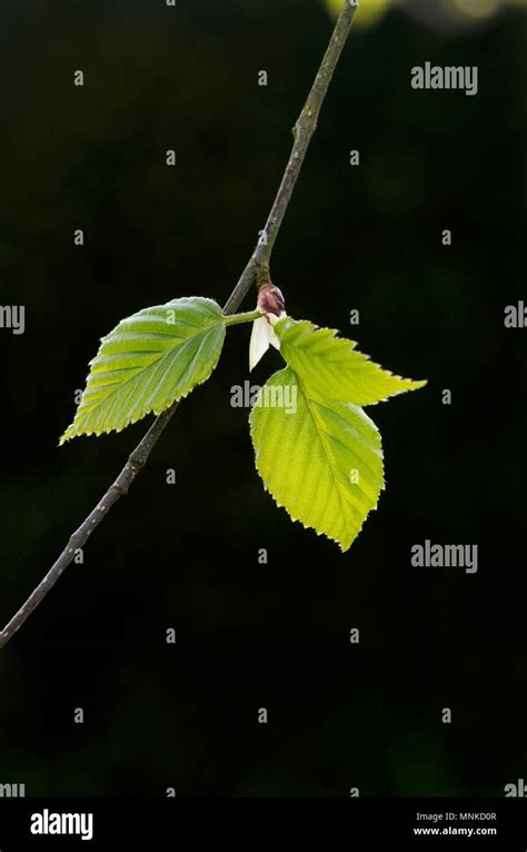 Spring Tree Birch Leaf Close Up Hi Res Stock Photography And Images Alamy