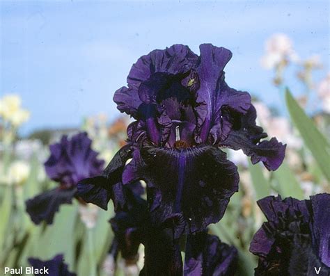 Boogie Man Historic Iris Preservation Society