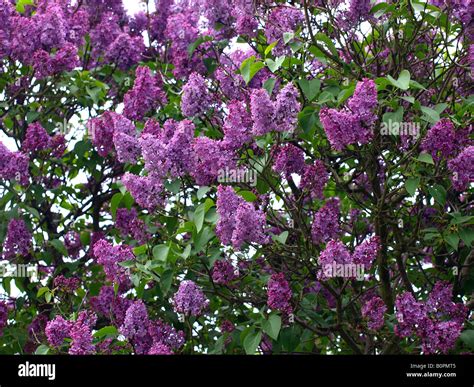 Lilac Tree In Full Bloom Stock Photo Alamy