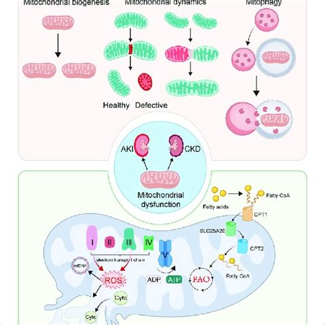 Mitochondrial Dysfunction Plays An Important Role In The Pathological