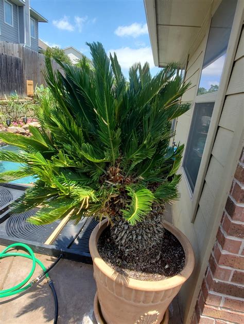 sago palm pups growing from top in the Ask a Question forum - Garden.org