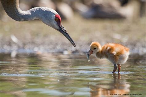 Sandhill Crane Chick Burnaby Lake Bc Alice1012 Flickr