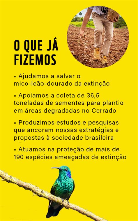 Brasil Wwf Brasil